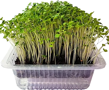 Microgreens Mustard