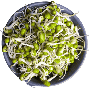 Mung Bean Sprouts