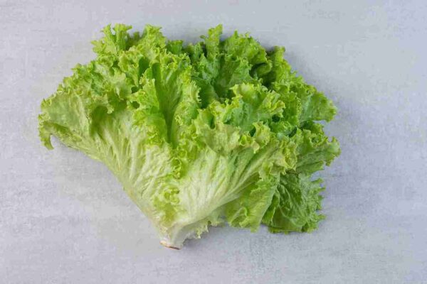 LETTUCE GREEN
